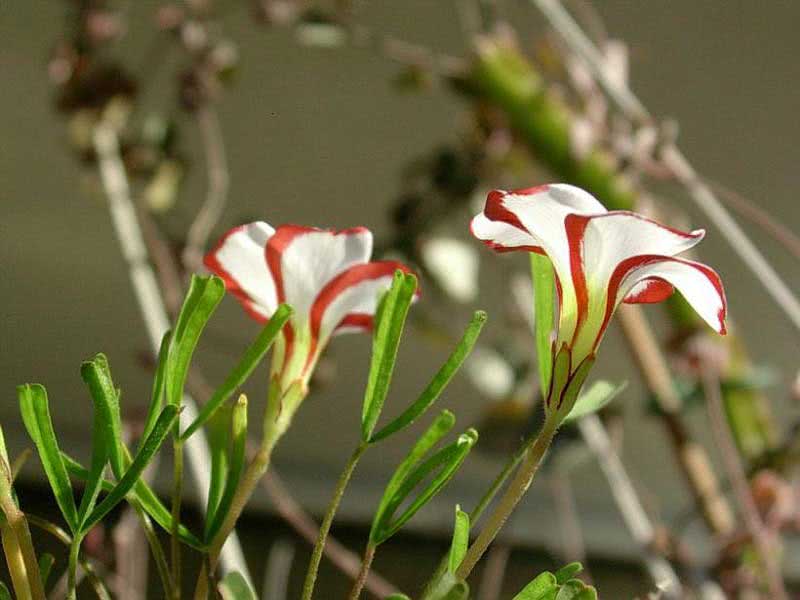 Oxalis versicolor / raznobojni oksalis