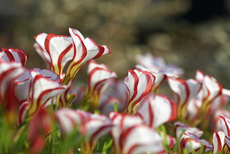 Oxalis versicolor / raznobojni oksalis