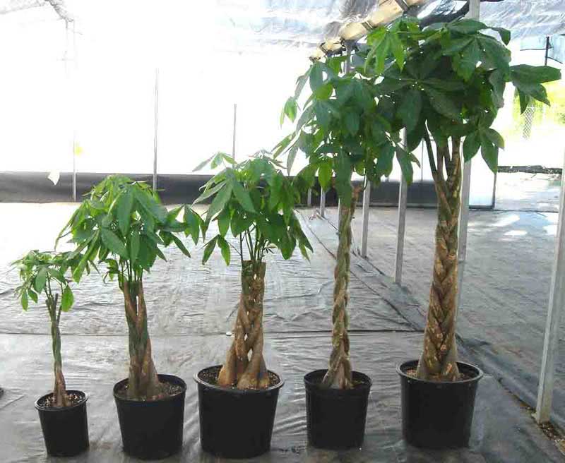 Pachira aquatica / pakhira aquatica (aquática) Pachira aquatica / pakhira aquatica (aquática)