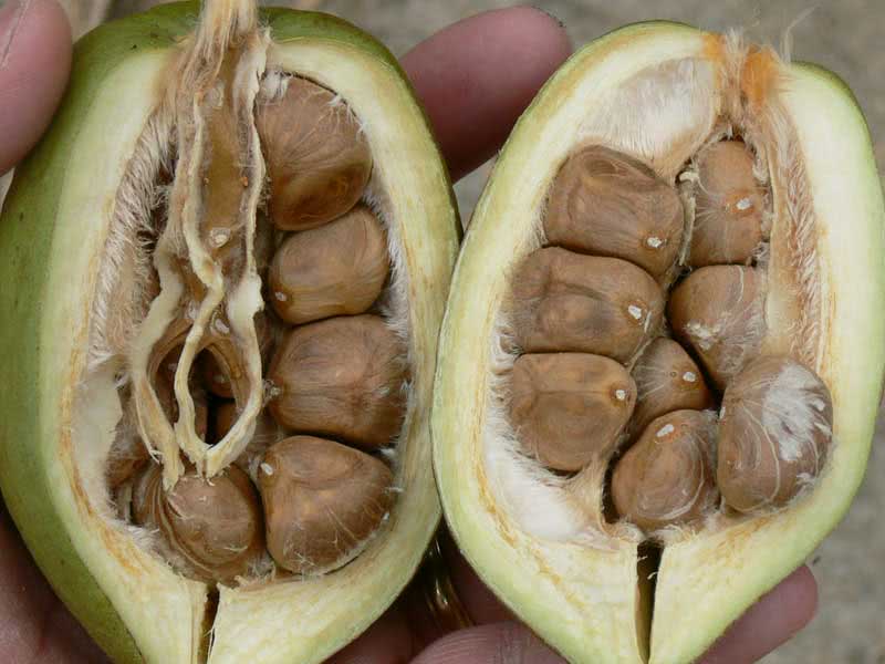 Pachira aquatica / pakhira aquatica (aquática) Pachira aquatica / pakhira aquatica (aquática)