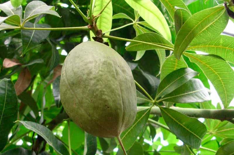 Pachira aquatica / pakhira aquatica (aquática) Pachira aquatica / pakhira aquatica (aquática)