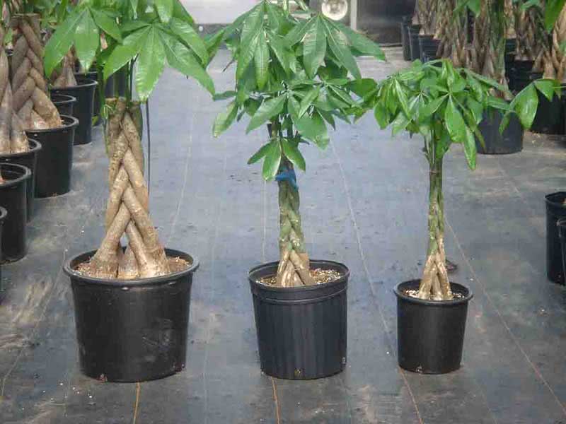 Pachira aquatica / pakhira aquatica (aquática) Pachira aquatica / pakhira aquatica (aquática)