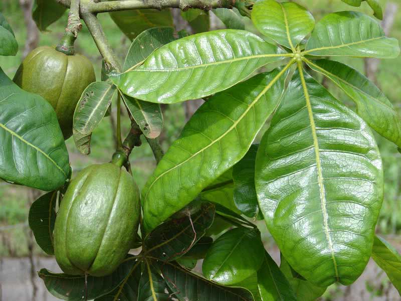 Pachira aquatica / pakhira aquatica (aquática) Pachira aquatica / pakhira aquatica (aquática)