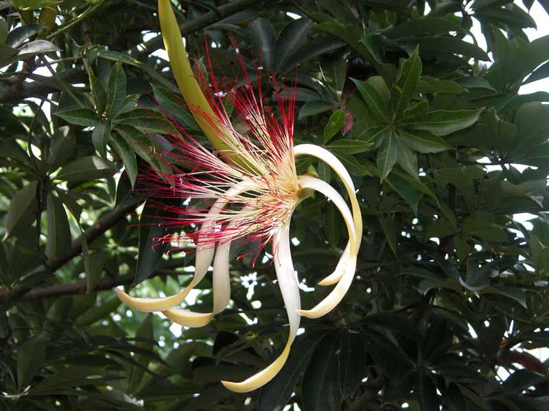 Pachira aquatica / pakhira aquatica (aquática) Pachira aquatica / pakhira aquatica (aquática)