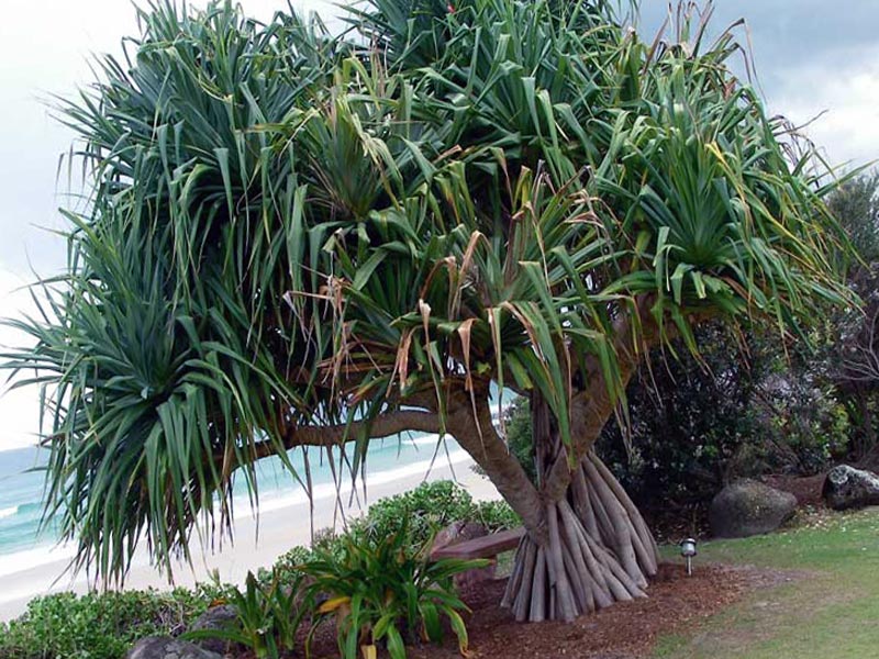 Pandanus tectorius / pandanus escondido atrás Pandanus tectorius / pandanus escondido atrás