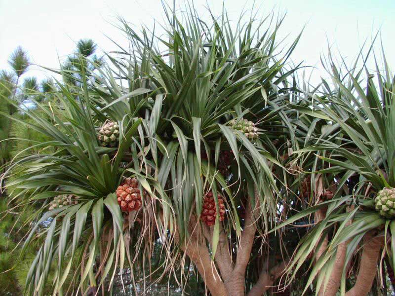 Pandanus tectorius / pandanus escondido atrás Pandanus tectorius / pandanus escondido atrás