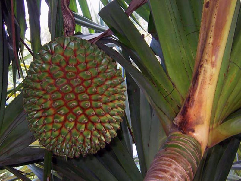 Pandanus utilis / pandanus útil Pandanus utilis / pandanus útil