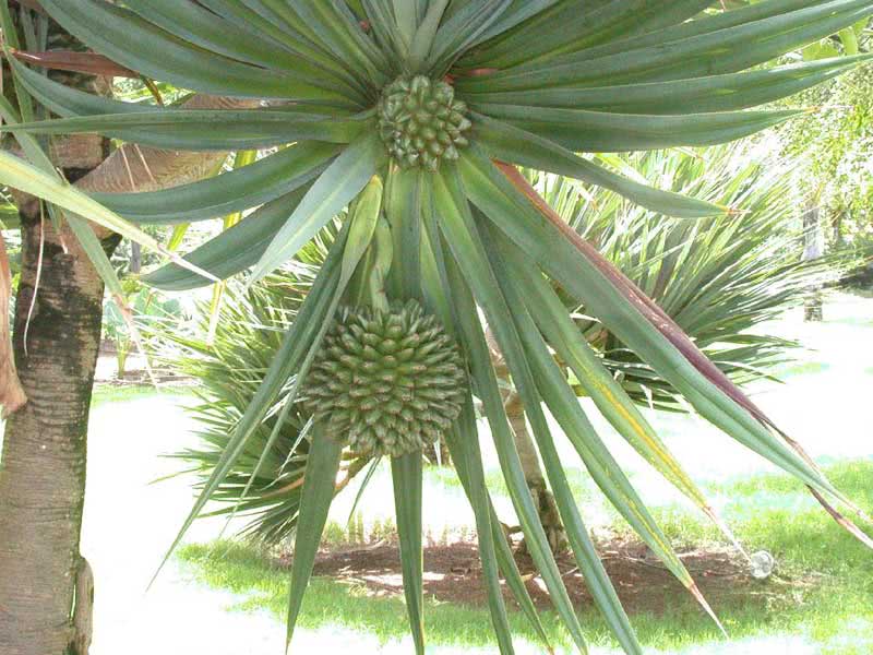 Pandanus utilis / pandanus útil Pandanus utilis / pandanus útil