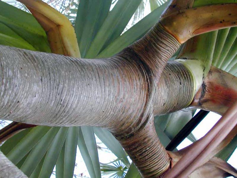 Pandanus utilis / pandanus útil Pandanus utilis / pandanus útil