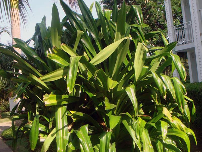 Pandanus veitchii / Pandanus Veitch (Veitch) Pandanus veitchii / pandanus Veitch (Veitch)