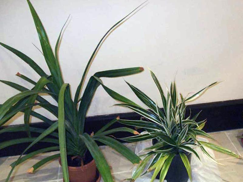 Pandanus veitchii / Pandanus Veitch (Veitch) Pandanus veitchii / pandanus Veitch (Veitch)