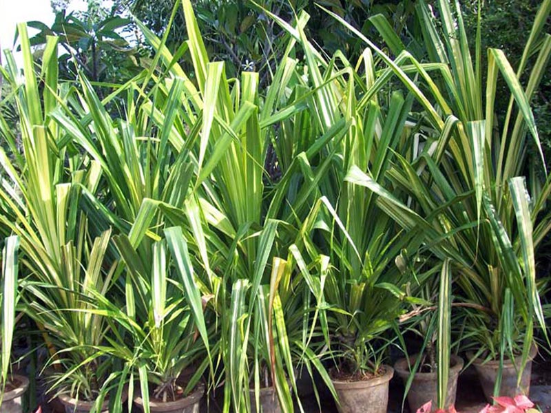 Pandanus veitchii / Pandanus Veitch (Veitch) Pandanus veitchii / pandanus Veitch (Veitch)