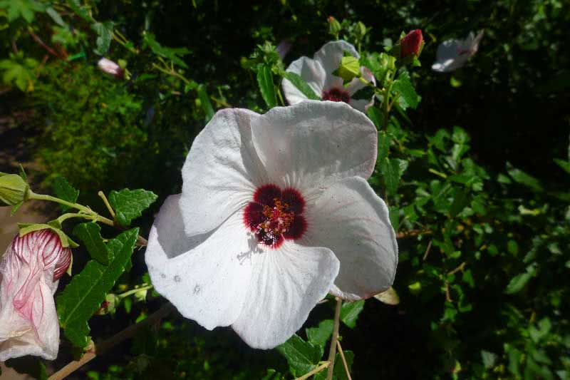 Pavonia hastata / lansance pavonia Pavonia hastata / lansance pavonia