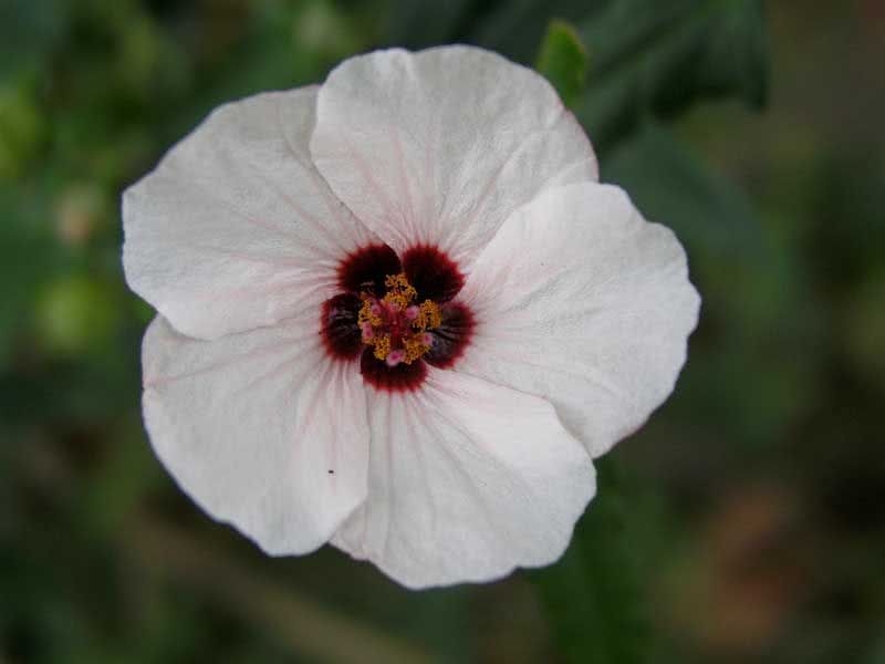 Pavonia hastata / lansance pavonia Pavonia hastata / lansance pavonia