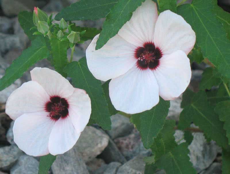 Pavonia hastata / lansance pavonia Pavonia hastata / lansance pavonia