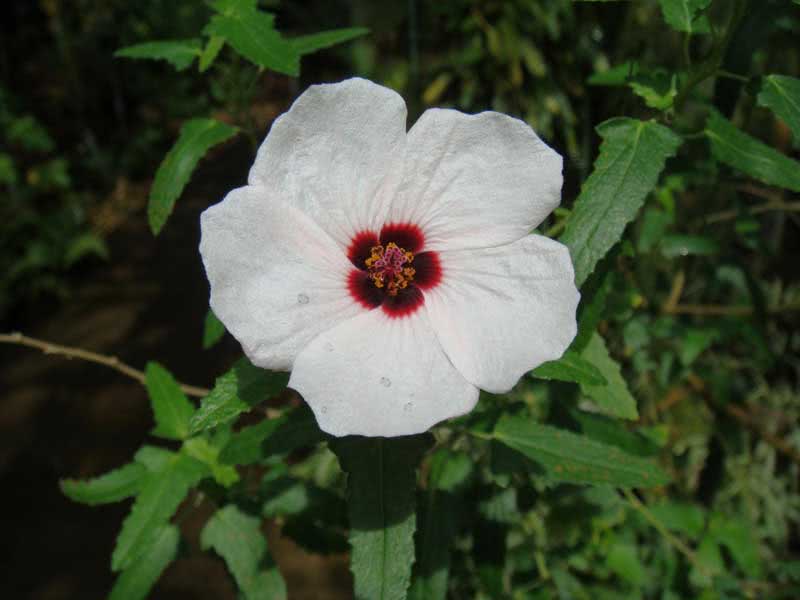 Pavonia hastata / lansance pavonia Pavonia hastata / lansance pavonia
