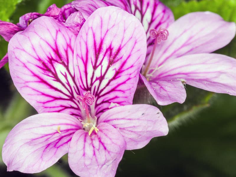 Pelargonium angulosum / Pelargonium angular Pelargonium angulosum / Pelargonium angular