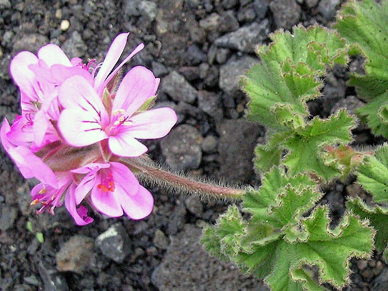 Pelargonium capitatum / Pelargonium capitate Pelargonium capitatum / Pelargonium capitate