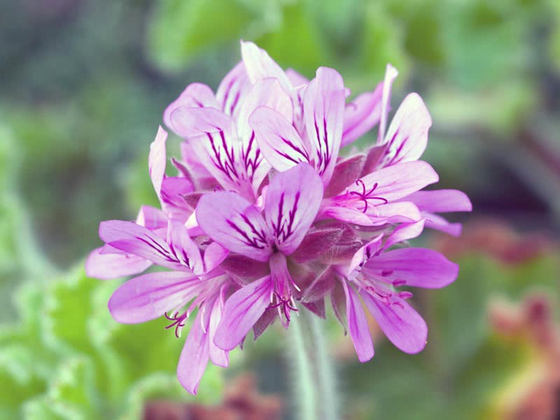 Pelargonium capitatum / Pelargonium capitate Pelargonium capitatum / Pelargonium capitate