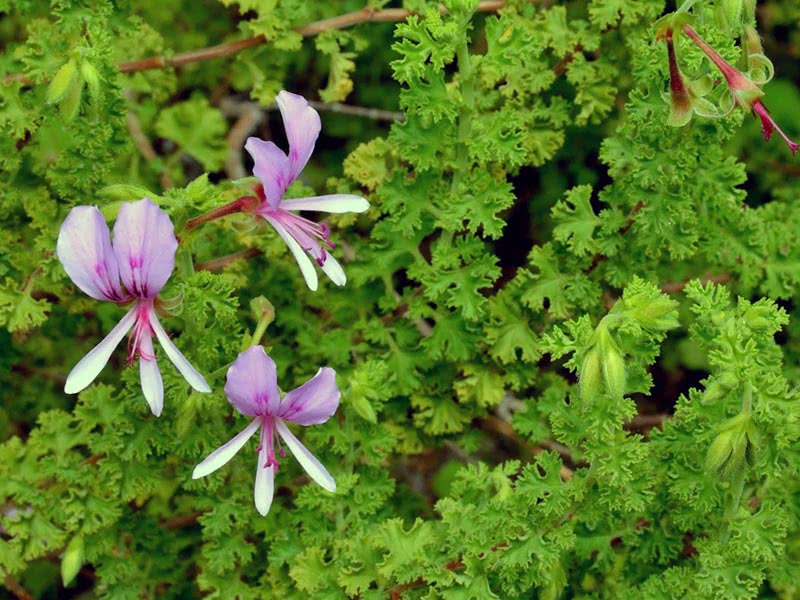 Pelargonium crispum / pelargonium kerinting