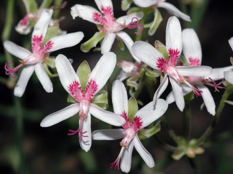 Pelargonium crithmifolium / Pelargonium fofo Pelargonium crithmifolium / Pelargonium fofo
