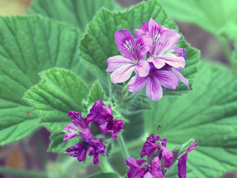 Pelargonium cucullatum / nódulo Pelargonium Pelargonium cucullatum / nódulo de pelargonium