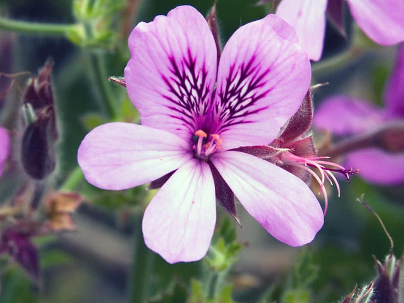 Pelargonium cucullatum / nódulo Pelargonium Pelargonium cucullatum / nódulo de pelargonium