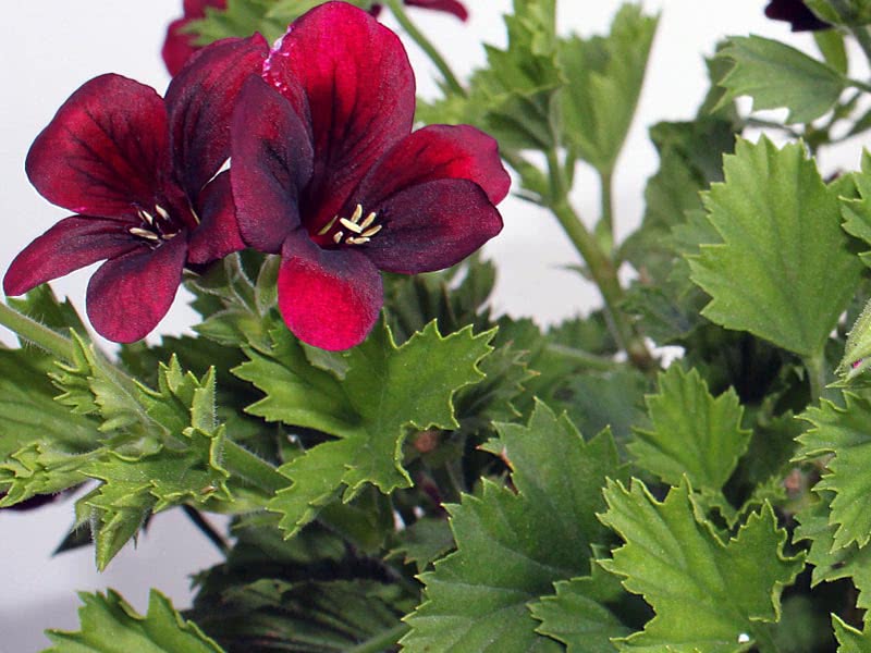 Pelargonium grandiflorum / grandiflorum pelargonium Pelargonium grandiflorum / grandiflorum pelargonium