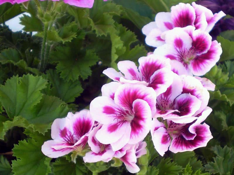 Pelargonium grandiflorum / grandiflorum pelargonium Pelargonium grandiflorum / grandiflorum pelargonium