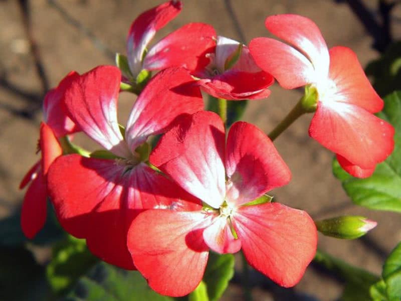 Pelargonium inquinans / coloração de pelargonium Pelargonium inquinans / coloração de pelargonium