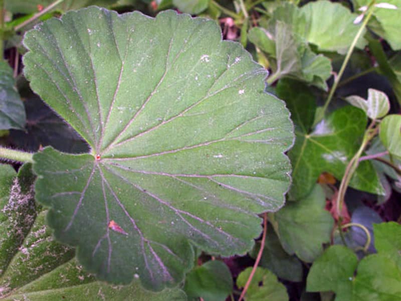 Pelargonium inquinans / coloração de pelargonium Pelargonium inquinans / coloração de pelargonium