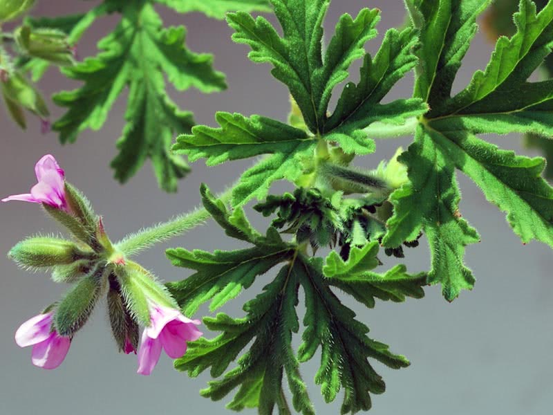 Pelargonium odoratissimum / pelargonium fragrante Pelargonium odoratissimum / pelargonium aromático