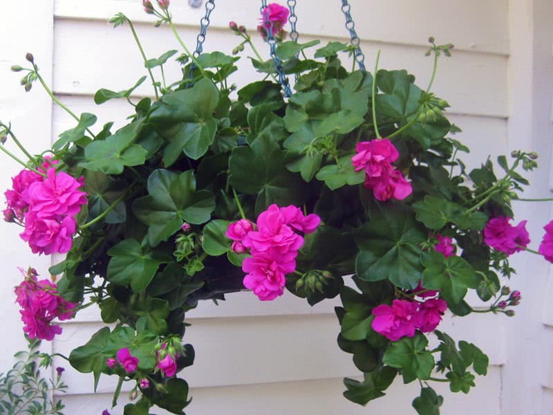 Pelargonium peltatum / pelargonium corymbose Pelargonium peltatum / pelargonium corymbose