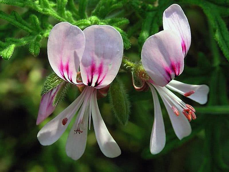 Pelargonium radens / pelargonium rosa Pelargonium radens / pelargonium rosa