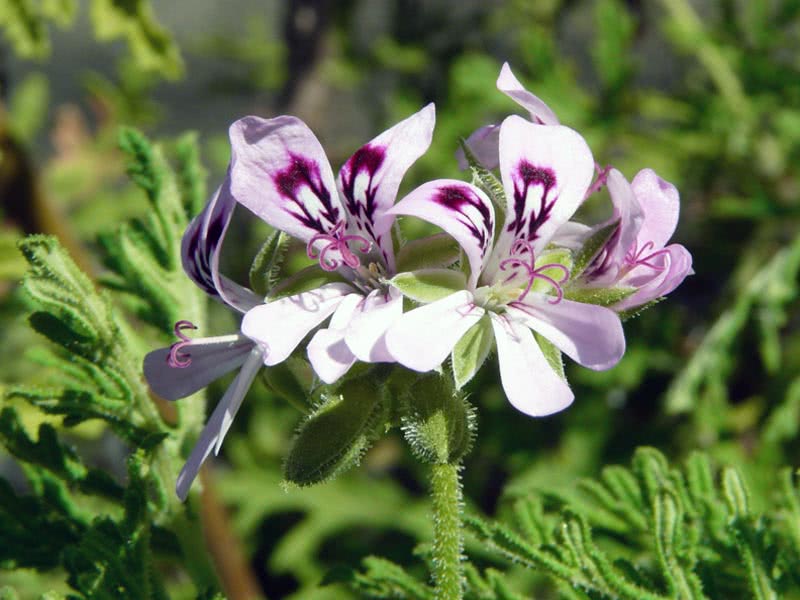 Pelargonium radens / pelargonium rosa Pelargonium radens / pelargonium rosa