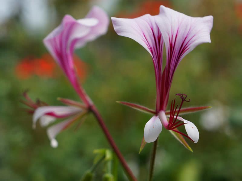 Pelargonium tetragonum / Pelargonium tetragon Pelargonium tetragonum / pelargonium quadrangular
