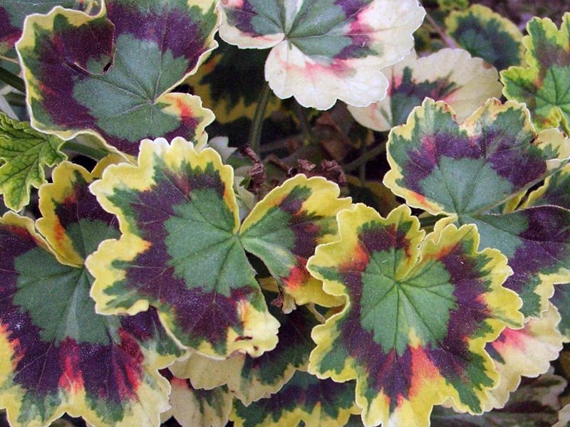 Pelargonium zonale / pelargonium zonal Pelargonium zonale / pelargonium zonal