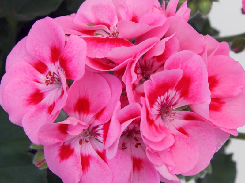 Pelargonium zonale / pelargonium zonal Pelargonium zonale / pelargonium zonal