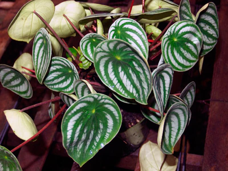 Peperomia argyreia / peperomia prateada Peperomia argyreia / peperomia prateada