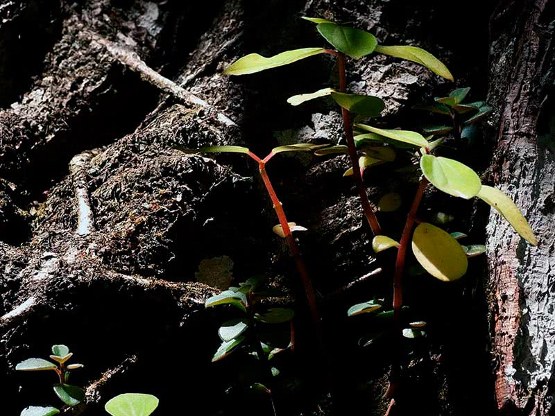 Peperomia blanda / peperomia agradável Peperomia blanda / peperomia agradável