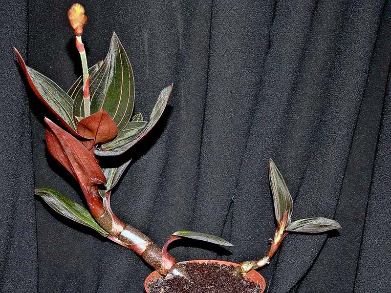 Peperomia blanda / peperomia agradável Peperomia blanda / peperomia agradável