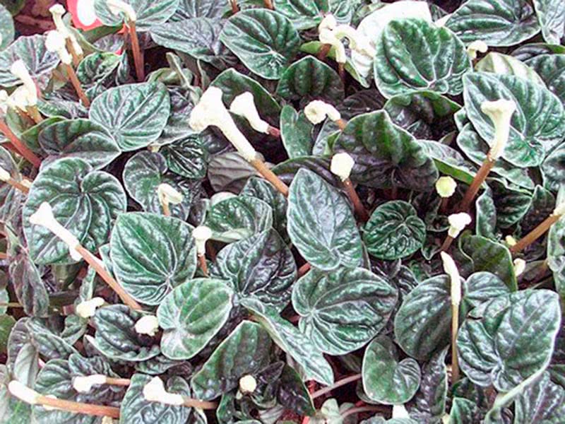 Peperomia caperata / peperomia enrugada Peperomia caperata / peperomia enrugada