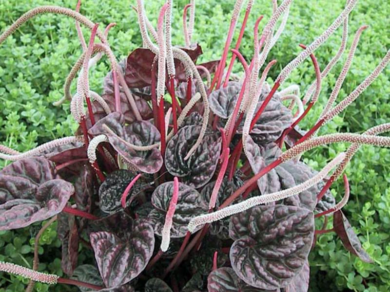 Peperomia caperata / peperomia enrugada Peperomia caperata / peperomia enrugada