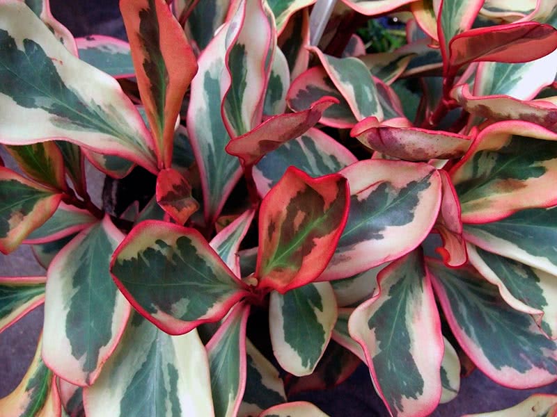 Peperomia clusiifolia / peperomia clusiifolia Peperomia clusiifolia / peperomia clusiifolia