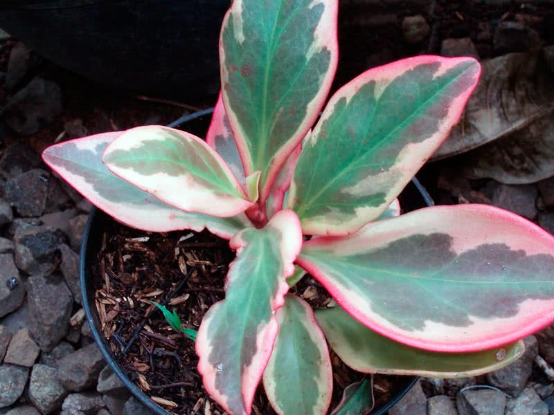 Peperomia clusiifolia / peperomia kusielistnaya