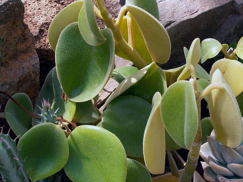 Peperomia incana / peperomia de cabelos grisalhos Peperomia incana / peperomia de cabelos grisalhos