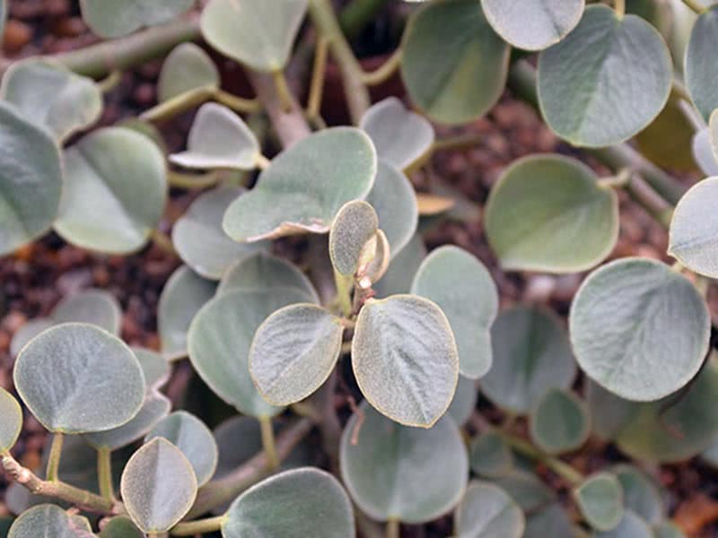 Peperomia incana / peperomia berambut kelabu