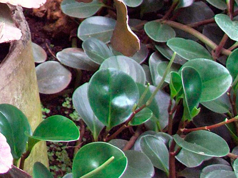 Peperomia obtusifolia / peperomia obtusifolia Peperomia obtusifolia / peperomia obtusifolia