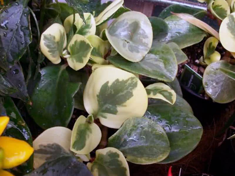 Peperomia obtusifolia / peperomia obtusifolia Peperomia obtusifolia / peperomia obtusifolia