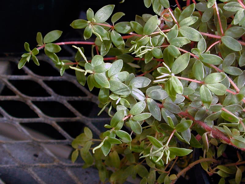 Peperomia rubéola / peperomia avermelhada Peperomia rubéola / peperomia avermelhada